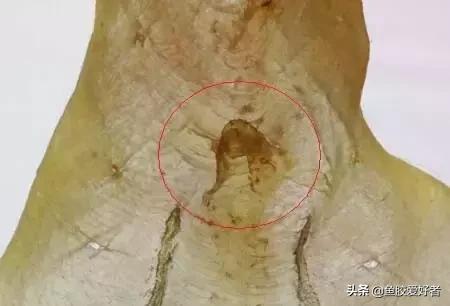 越南白花胶和本港白花胶,巴西白花胶是真的白花胶吗