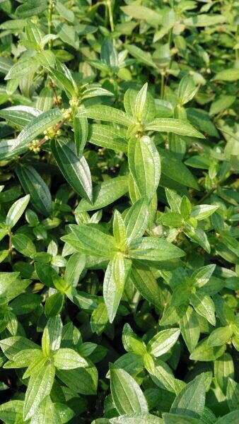 中药糯米藤,中药材葛藤图片