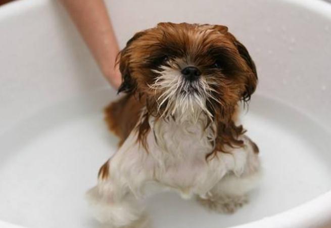 为什么狗狗都害怕进医院,狗狗害怕去宠物店是什么原因