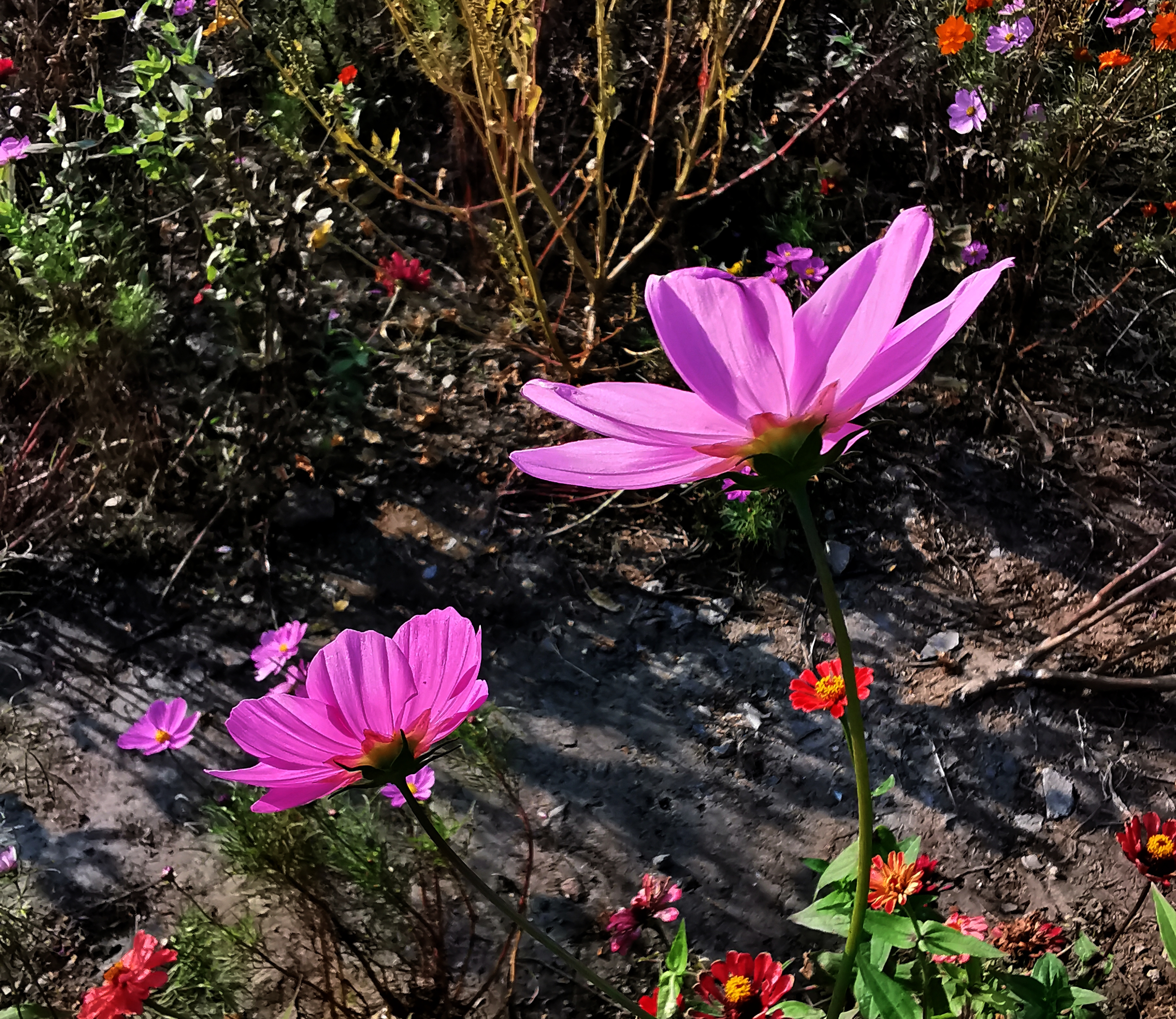 长虹公园小花美（手机拍）