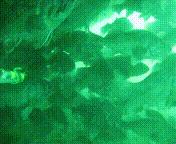 除了能提高人体免疫力，这个“肥宅”还是海底清道夫