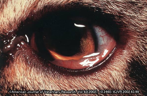 猫咪眼部的各种疾病,猫咪眼部感染该怎么处理呢