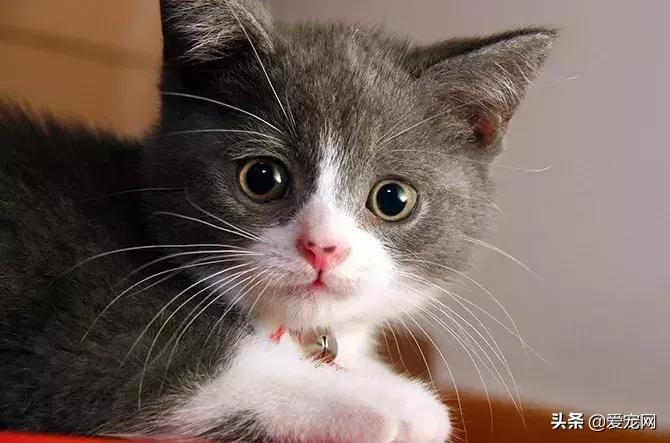 猫咪胡须有什么功效与作用,猫咪胡须的作用动画