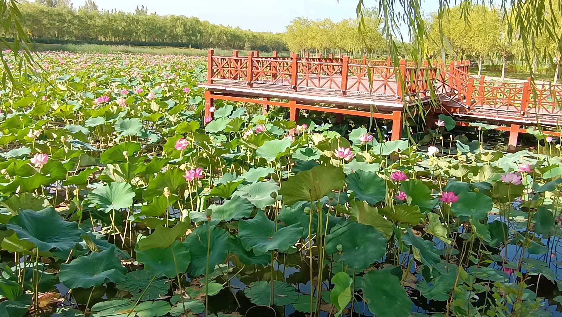 出淤泥而不染濯清涟而不妖歌曲,出淤泥而不染濯清涟而不妖意思