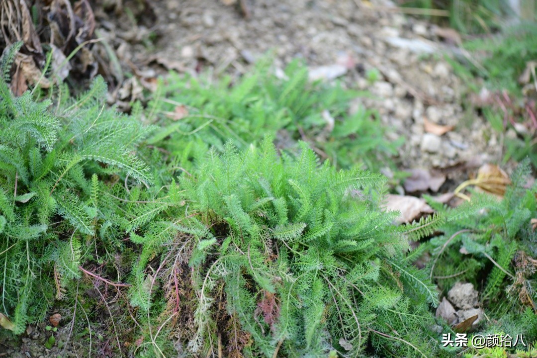 零下9度来袭，花园里的绿色是那么动人|园丁