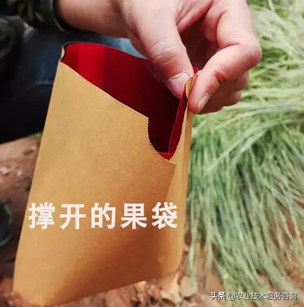 苹果膜袋快速套袋法,苹果套袋视频教程大全