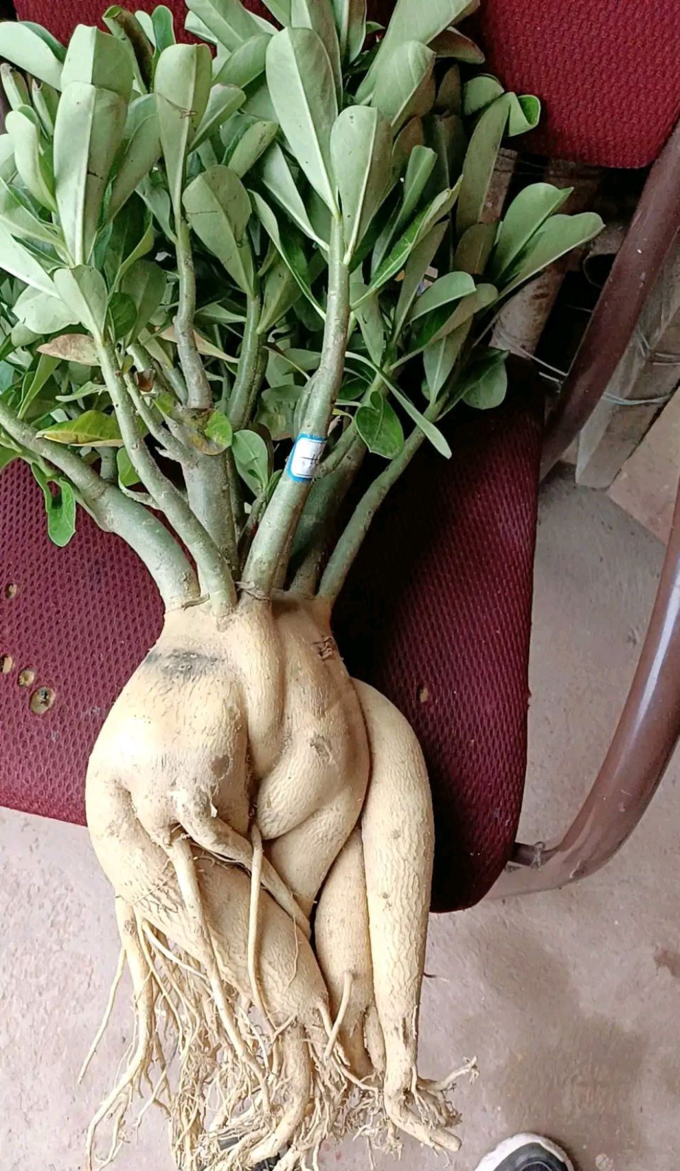 一年四季不死的十种花水养,浇水过多死的植物