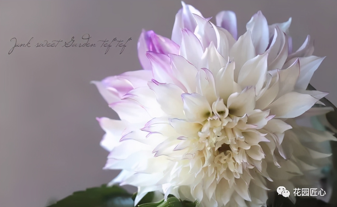 球根种植时间和方法,球根的养殖方法和注意事项