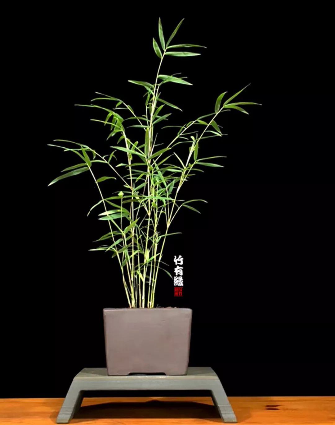 竹子浇水诀窍,竹子浇水的正确方法