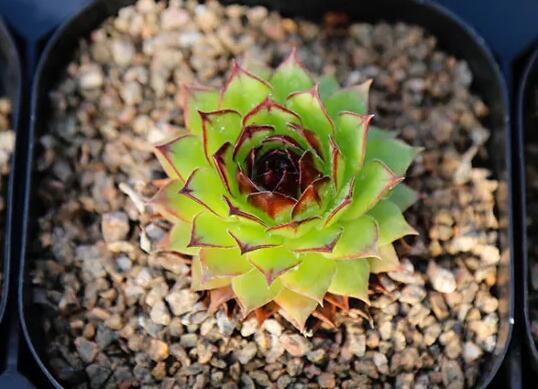 多肉观音莲怎么养最好,多肉观音莲养护技巧和方法