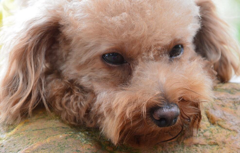 泰迪犬为什么会有泪痕,黑色泰迪犬胸前有白毛是怎么回事