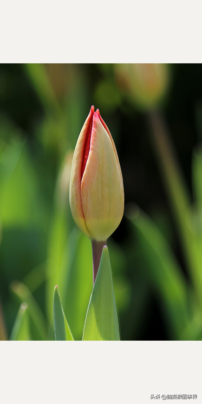 佳能24105红圈镜头测评,佳能24105红圈镜头价位