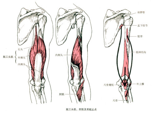 全套人体解剖口诀,人体解剖图谱推荐