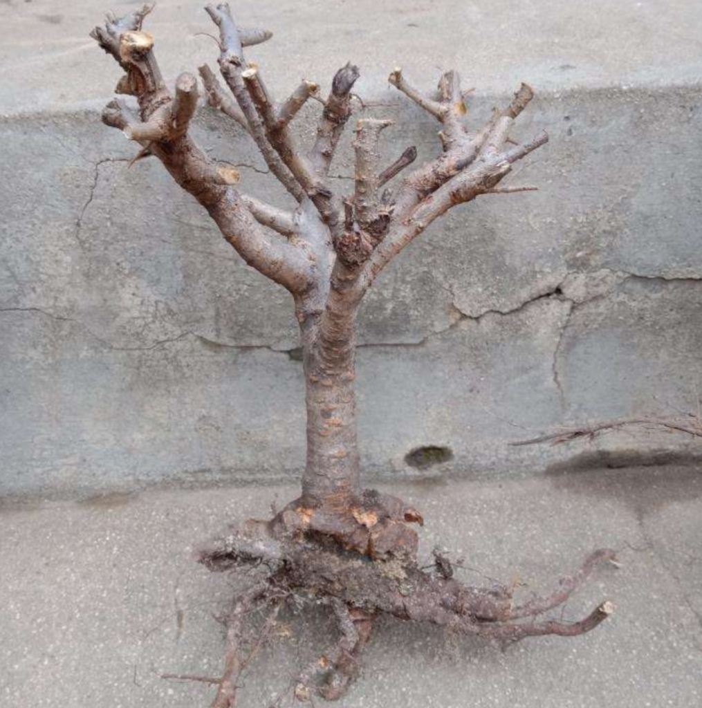 榆树疙瘩怎么制作盆景,榆树疙瘩盆景制作技巧