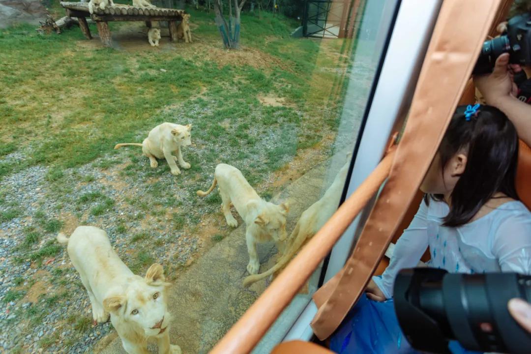 野生动物王国值不值得去,北方新开的动物王国