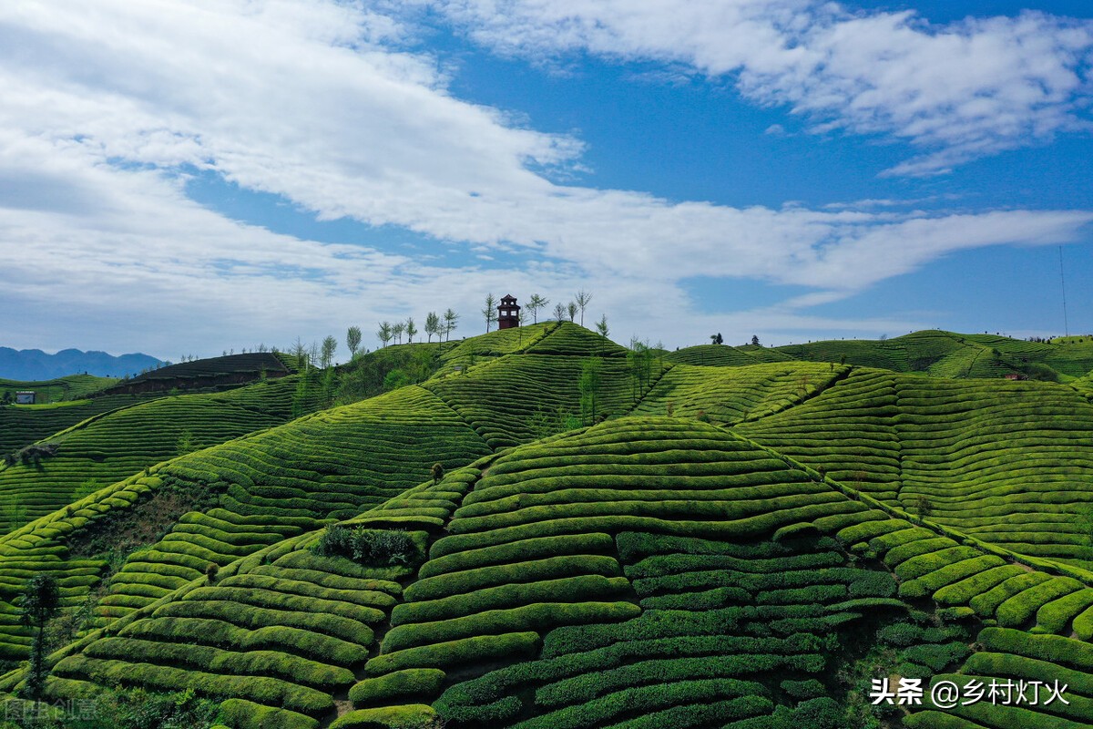种植茶叶喷不喷药,自家种的茶叶没打农药怎么介绍