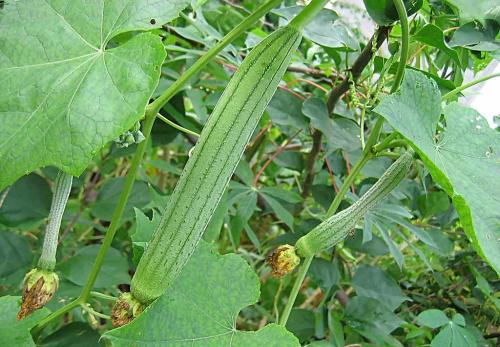 蔬莱种子新种子好还是陈种子好？如何鉴别和使用？看完你就知道了