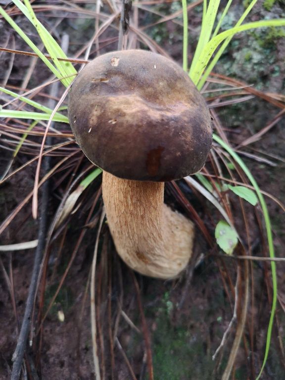 捡蘑菇云南常见野生菌,云南野干蘑菇