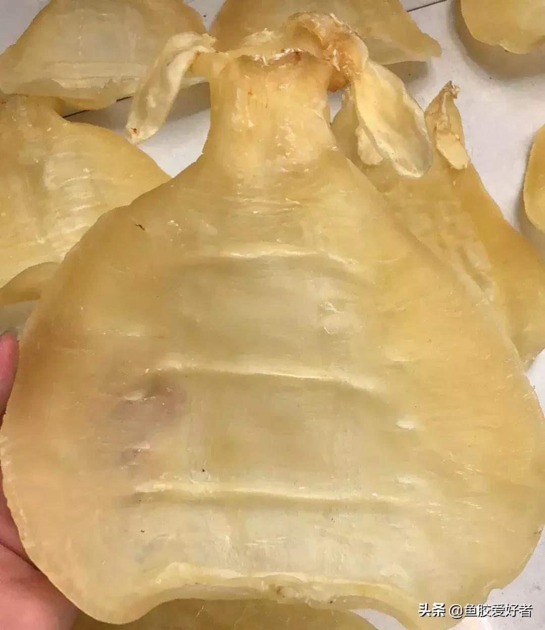 十大鱼胶排行,十大鱼胶品牌