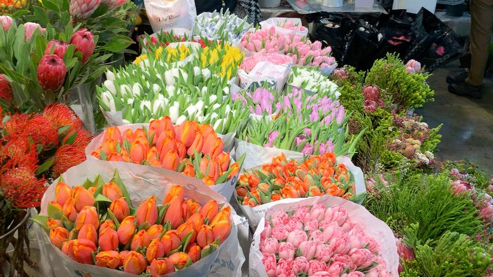 三圣花卉市场正规吗,三圣乡花卉市场今日现状