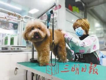 三明猫咪寄养,三明狗狗寄养服务