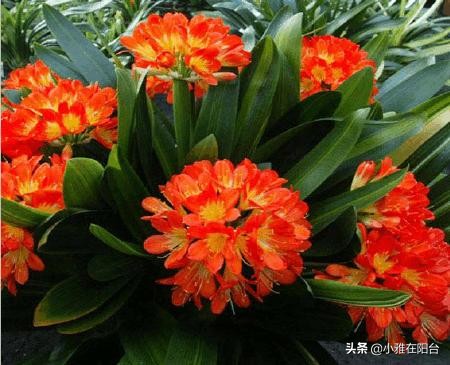 养君子兰,一月浇一次“肥水”,叶子16片,顺利开花,花大色艳!