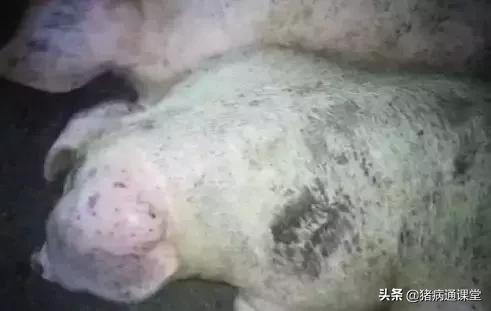 猪耳朵鼓得像气球怎么办,猪耳朵肿大一招消除