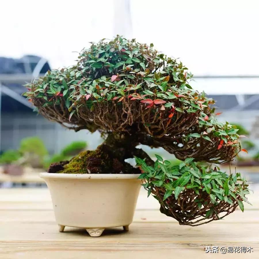 络石盆景的鉴赏与栽培养护