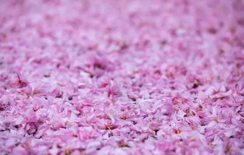 春天登山正确打开方式！这些藏在深处的秘境、美宿、茗茶在等着你！