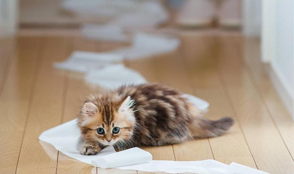 猫咪为什么上厕所的时候喵喵喵,猫咪什么时候才会喵喵叫