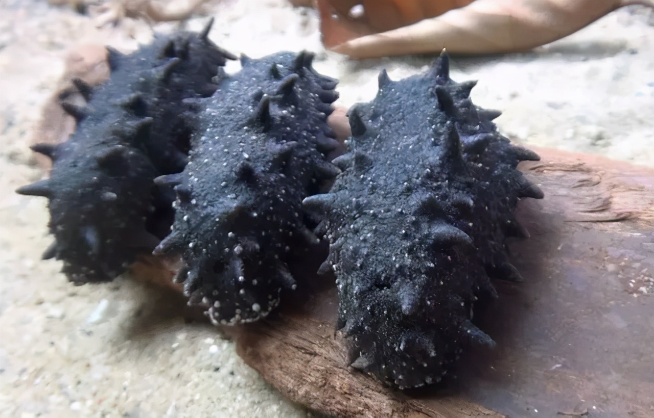 海参为什么说是正经海参,海参含盐量