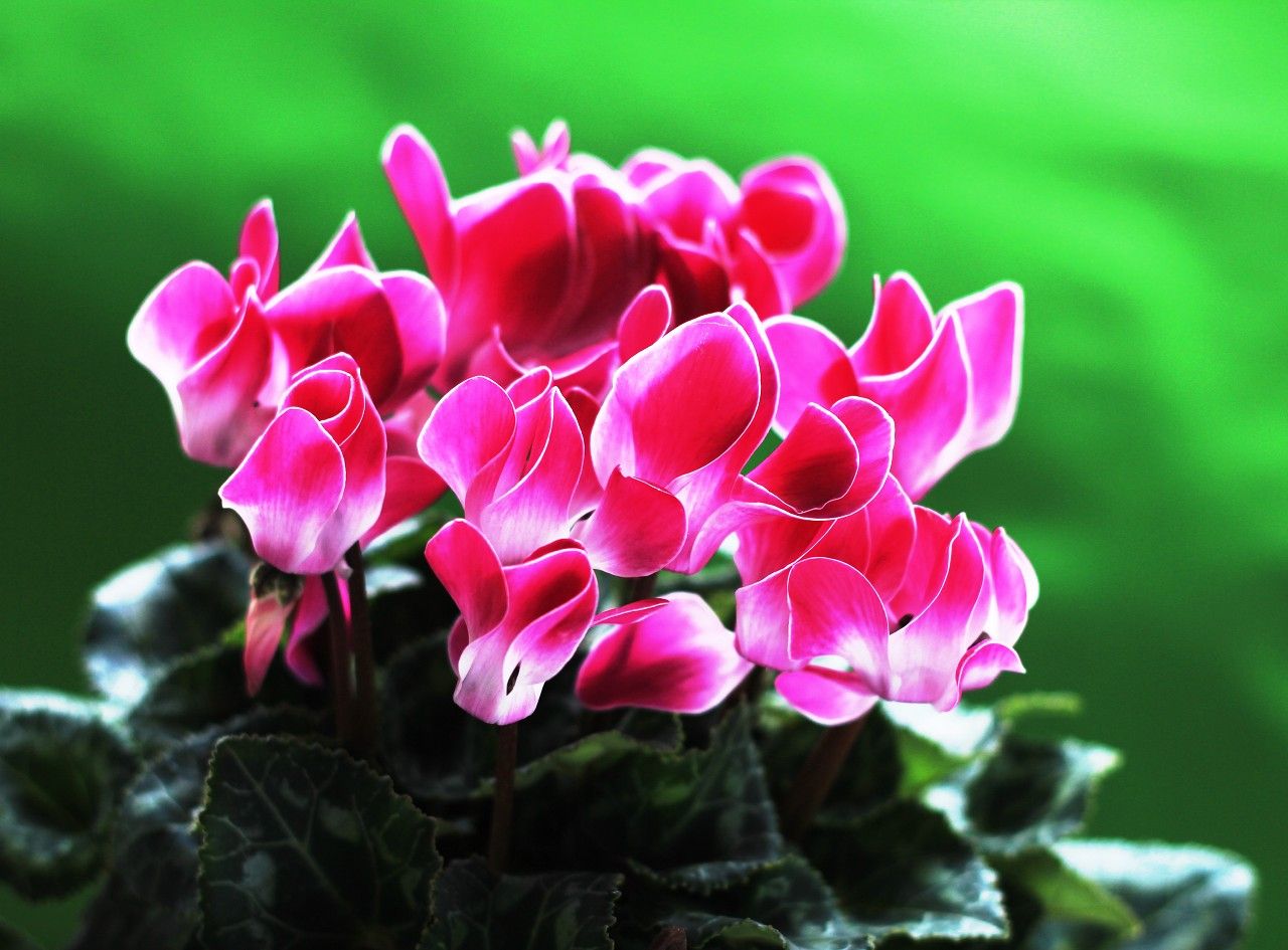 仙客来叶片干枯了球还好怎么养护,仙客来叶片发黄枯萎了怎么救活