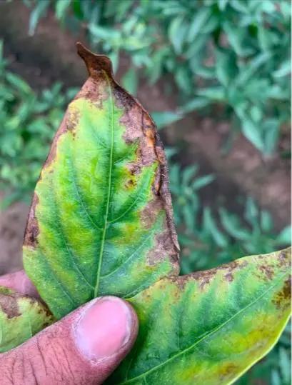 辣椒炭疽病最佳治疗方法,辣椒炭疽病的症状和治疗方法