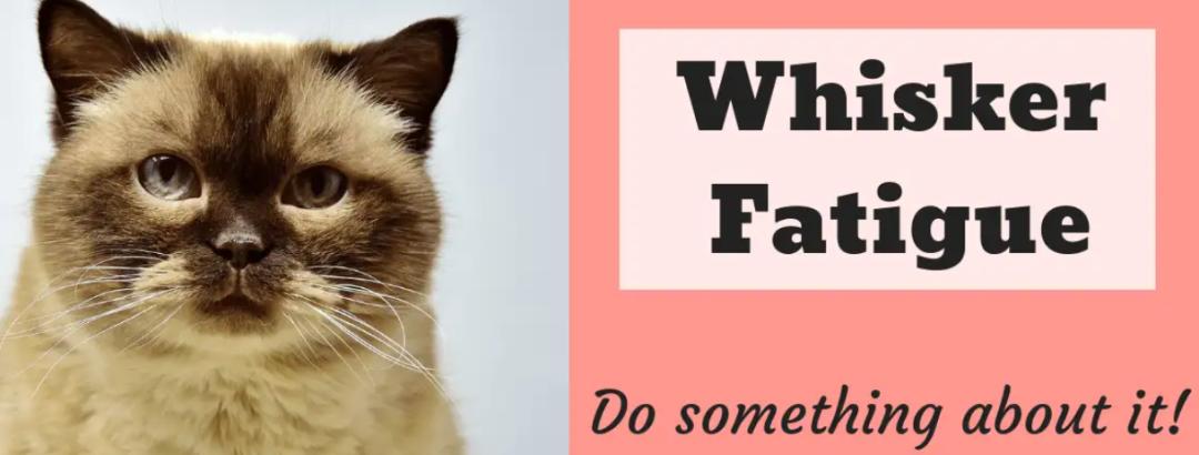 猫咪的天线有什么区别 (猫咪可以自带天线吗)