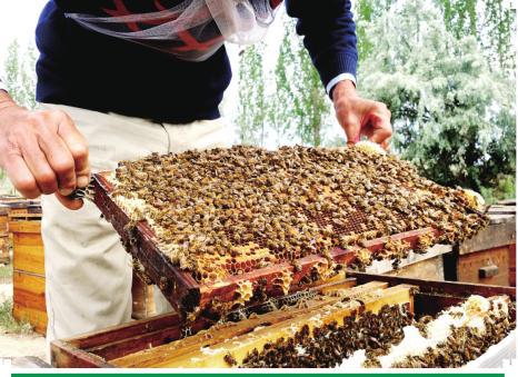 沙门子农场的养蜂人