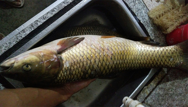 钓草鱼用什么办法好钓,教你怎么钓草鱼开饵料