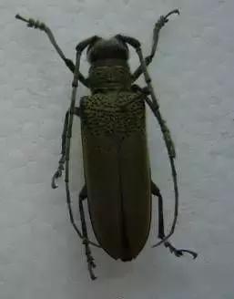 果树清园到底用什么药最好,冬季蜜柚清园管理要点