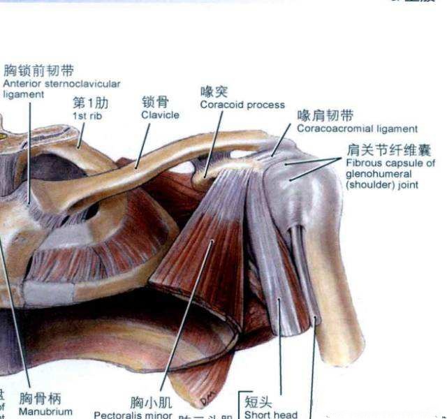 中医术语翻译大全,收藏详解人体各穴位位置及功效