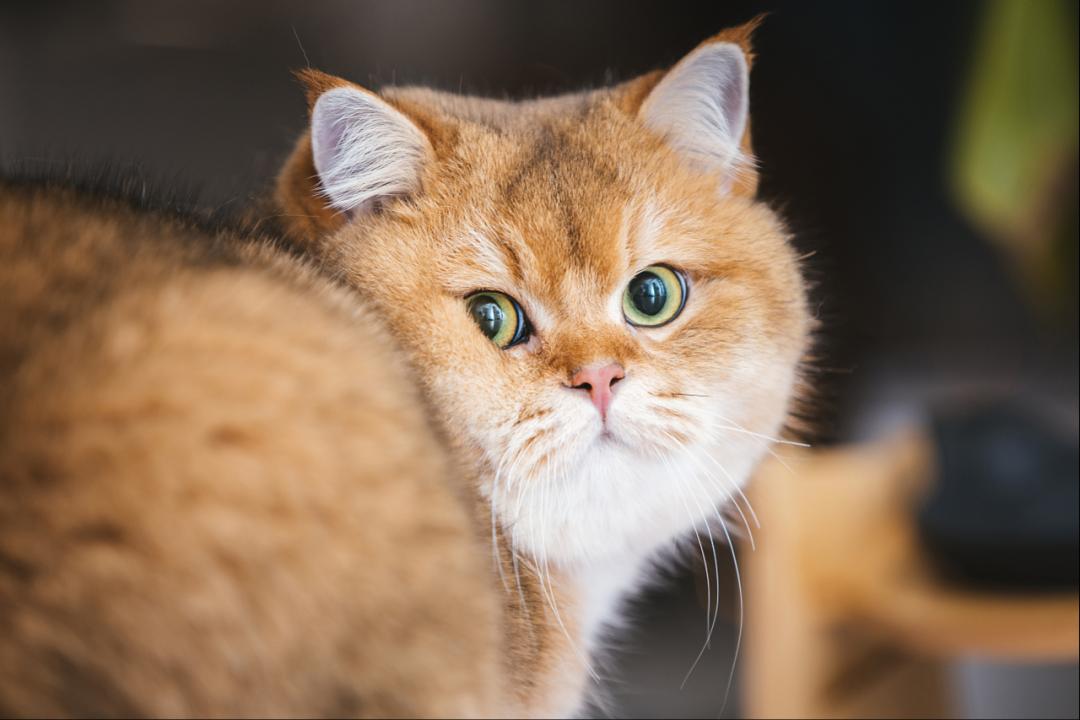 哺乳期的母猫受孕几率高吗,母猫怀孕期间有奶水吗