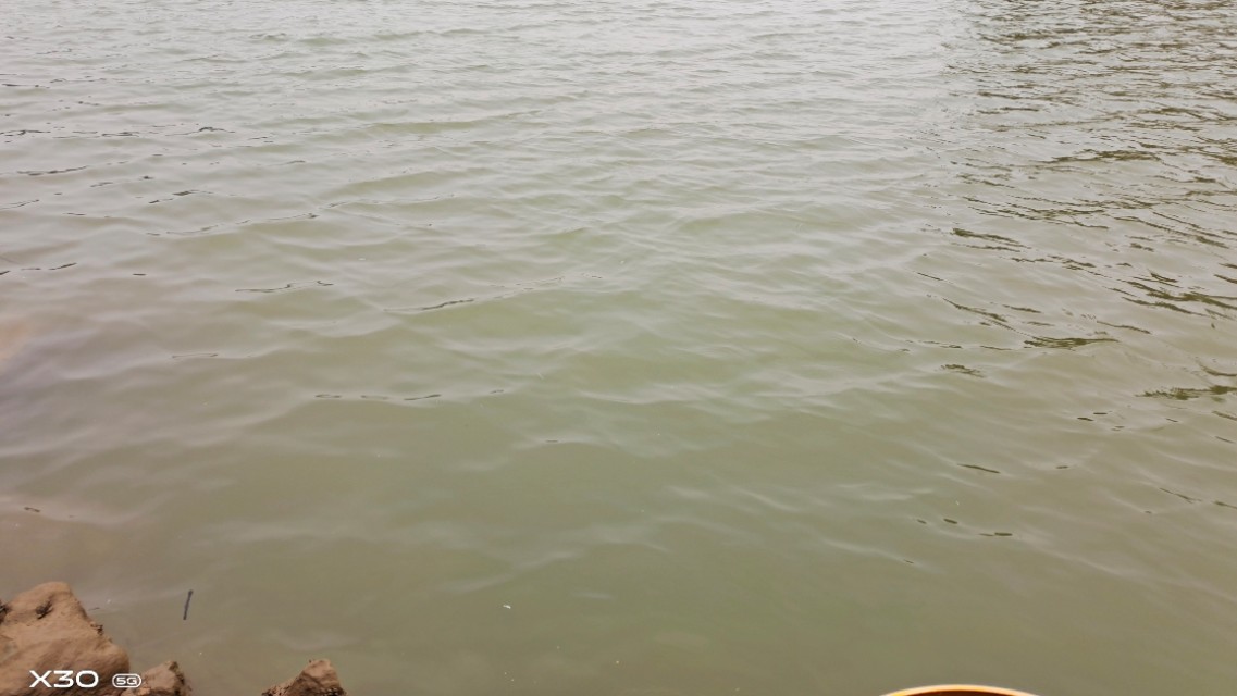 石鲮鱼在什么河水位置好钓,石鲮鱼在哪里钓