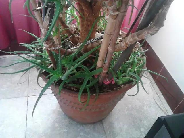 长了二十年的芦荟,龟背竹芦荟