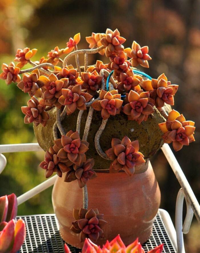 100种室内盆栽花,花卉大全500种盆栽名称