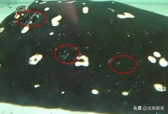 魟鱼的饲养方法和注意事项,魟鱼的治疗