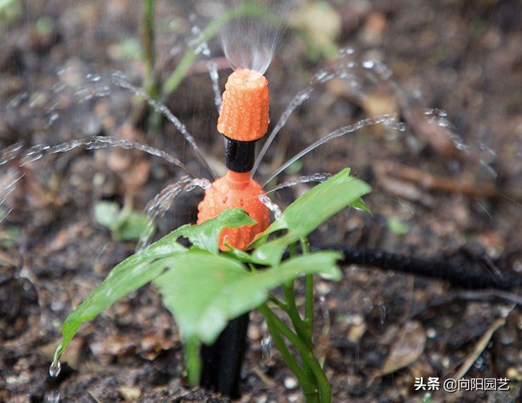 在家里怎么自制一个自动浇水装置,自制简单自动浇水神器美观