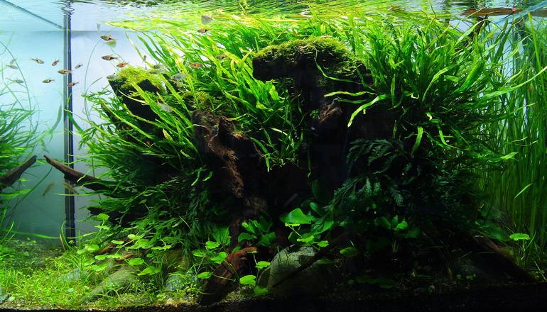 细叶铁叶子发黑,细叶铁皇冠发黑