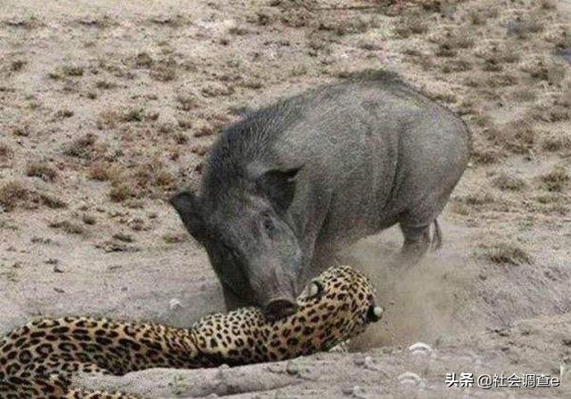 蠢笨的猪,蠢笨的野猪