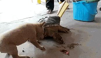 刚租的房子,打扫时发现的前租客留下的东西,要告诉房东吗?