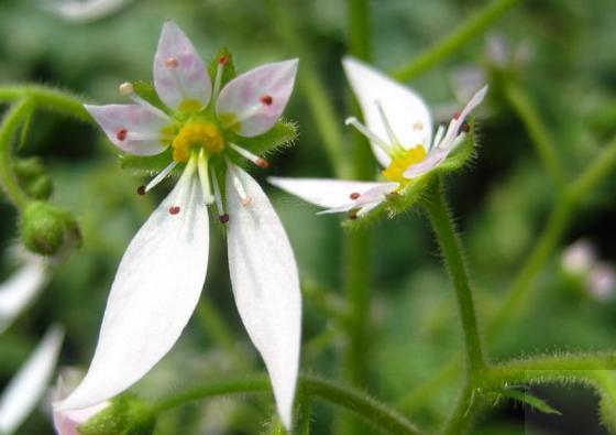 虎耳草植物怎么养护,四季都开花的虎耳草盆栽