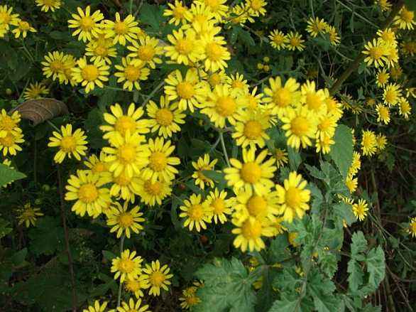 一只美丽的小蝴蝶,一只漂亮的小蝴蝶