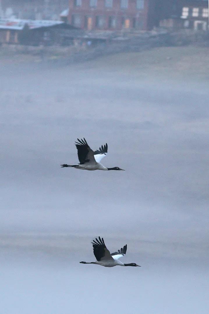 黑颈鹤的有趣之处,黑颈鹤有什么爱好